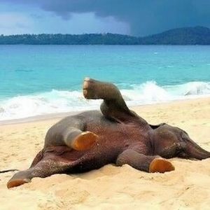 Meet your Posher, Diane